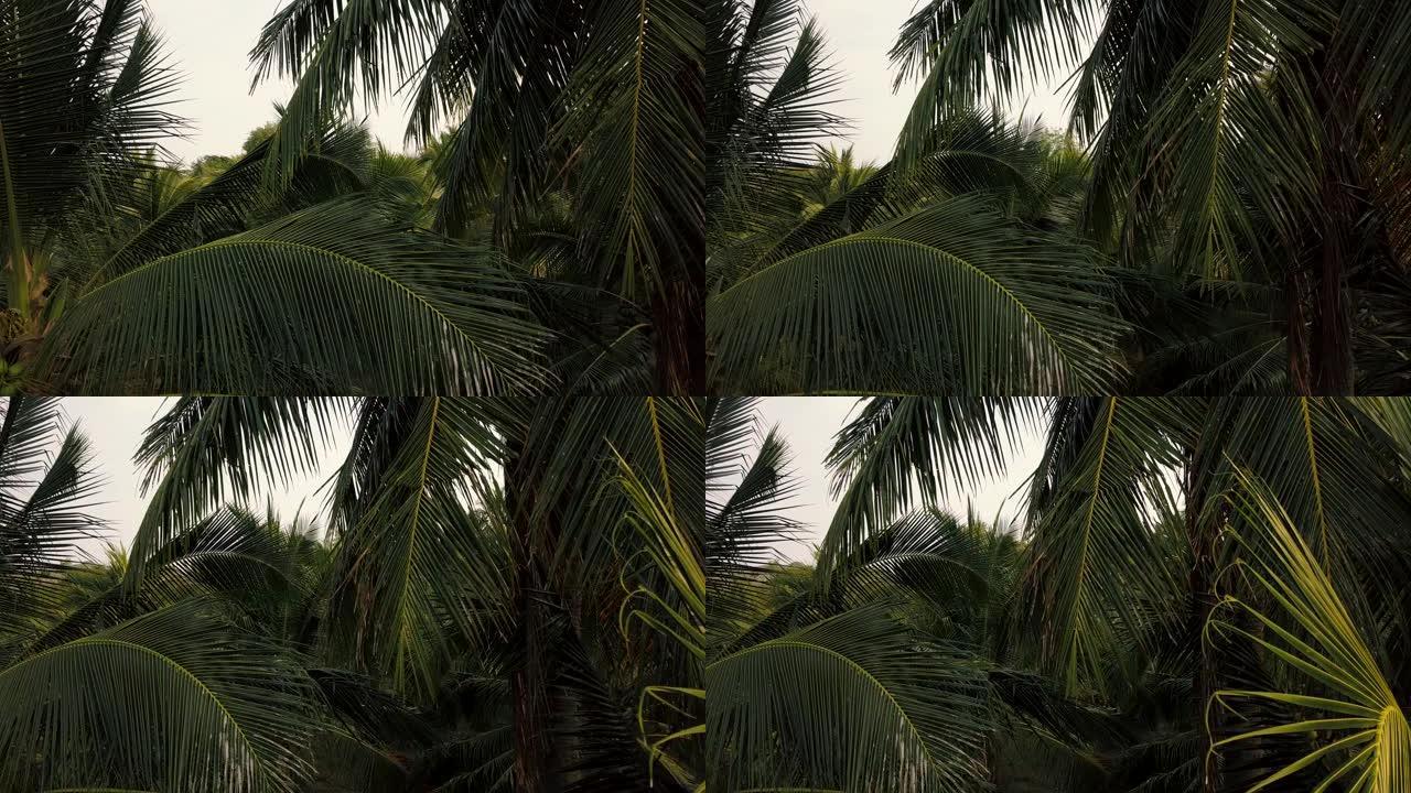 椰树树叶特写。空中飞行4k视频
