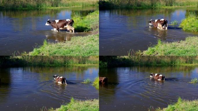 夏季乌克兰河Merla进行水处理的母牛