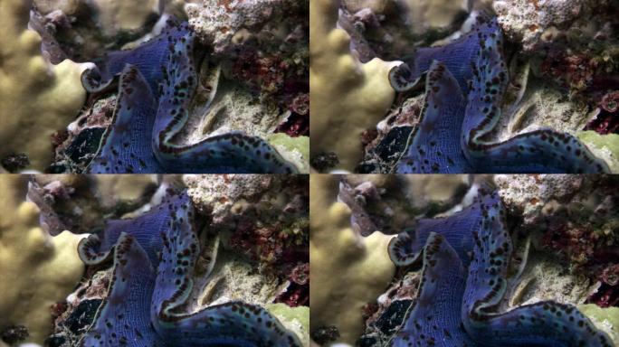 红海中带有重紫罗兰色地幔的Tridacna Scuamose巨型蛤。