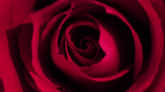 红玫瑰花瓣上的光画宏观观