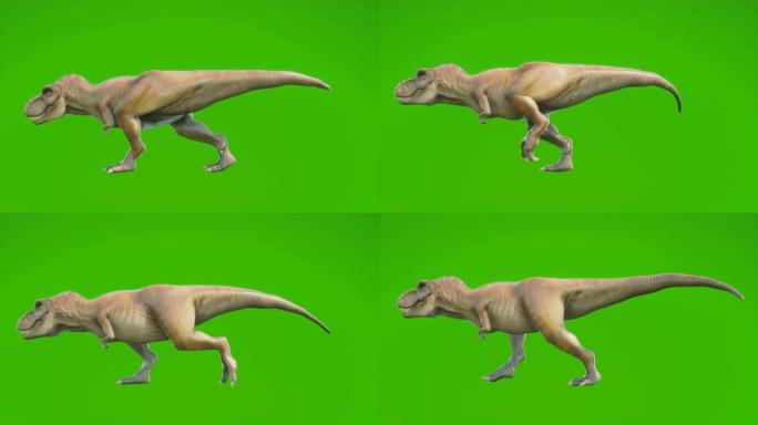 愤怒的恐龙霸王龙在循环无缝动画中行走。绿色屏幕前的爬行动物。历史、自然和动物背景的动画。