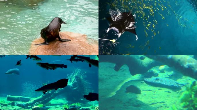 在水中游泳的鲸鲨 在水中游泳的海狮 人们在水族馆潜水