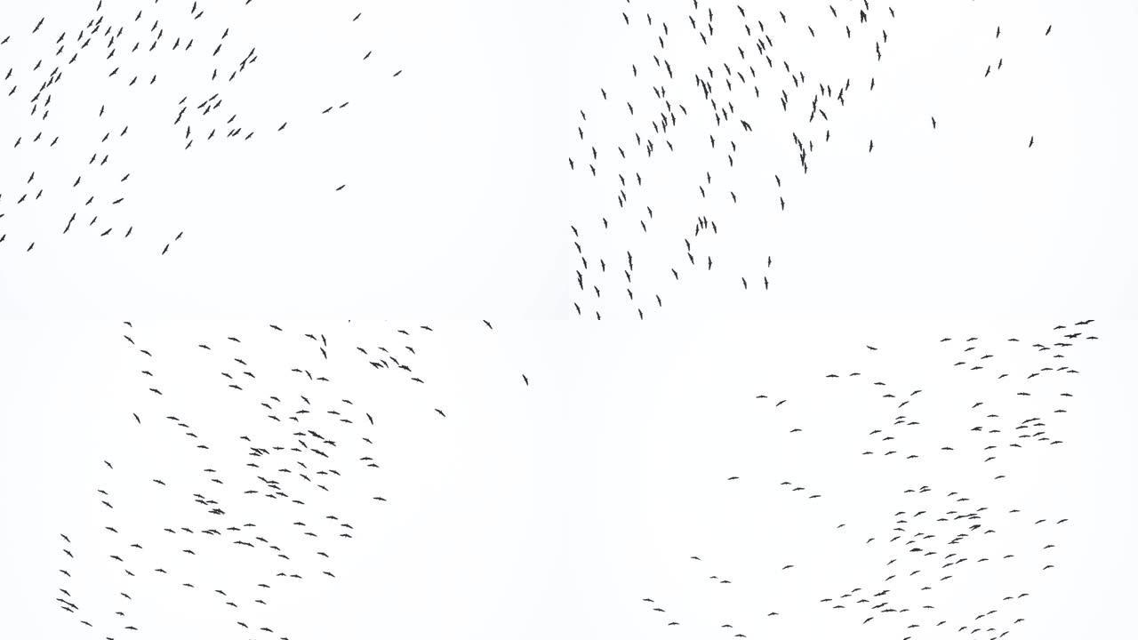 沙丘鹤迁徙