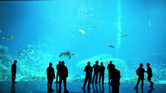 一个大型水族馆，里面有大量的鱼 珊瑚礁的水下景观 一只在水中游泳的龟