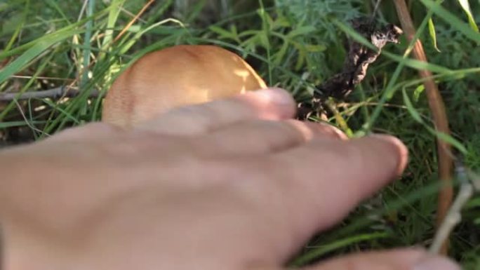 在草丛中寻找蘑菇