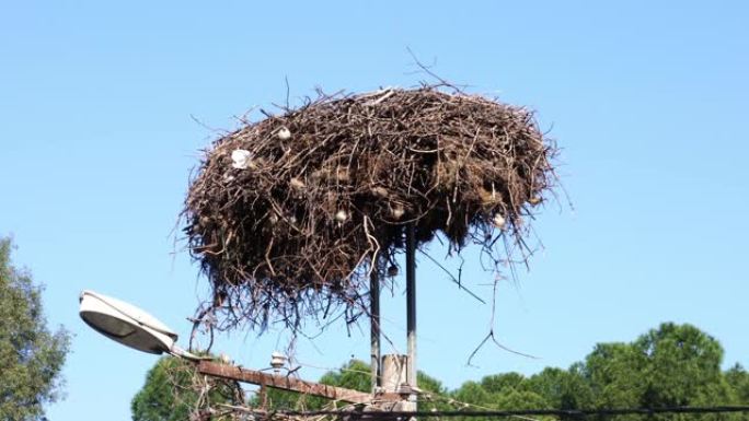 麻雀使用的鹳巢