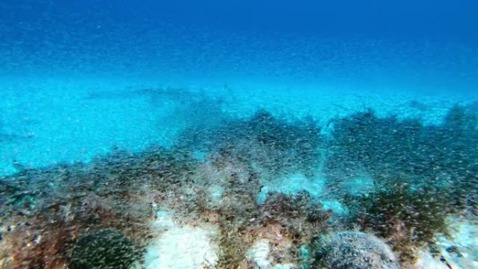 深水肺潜水-底部的磷虾