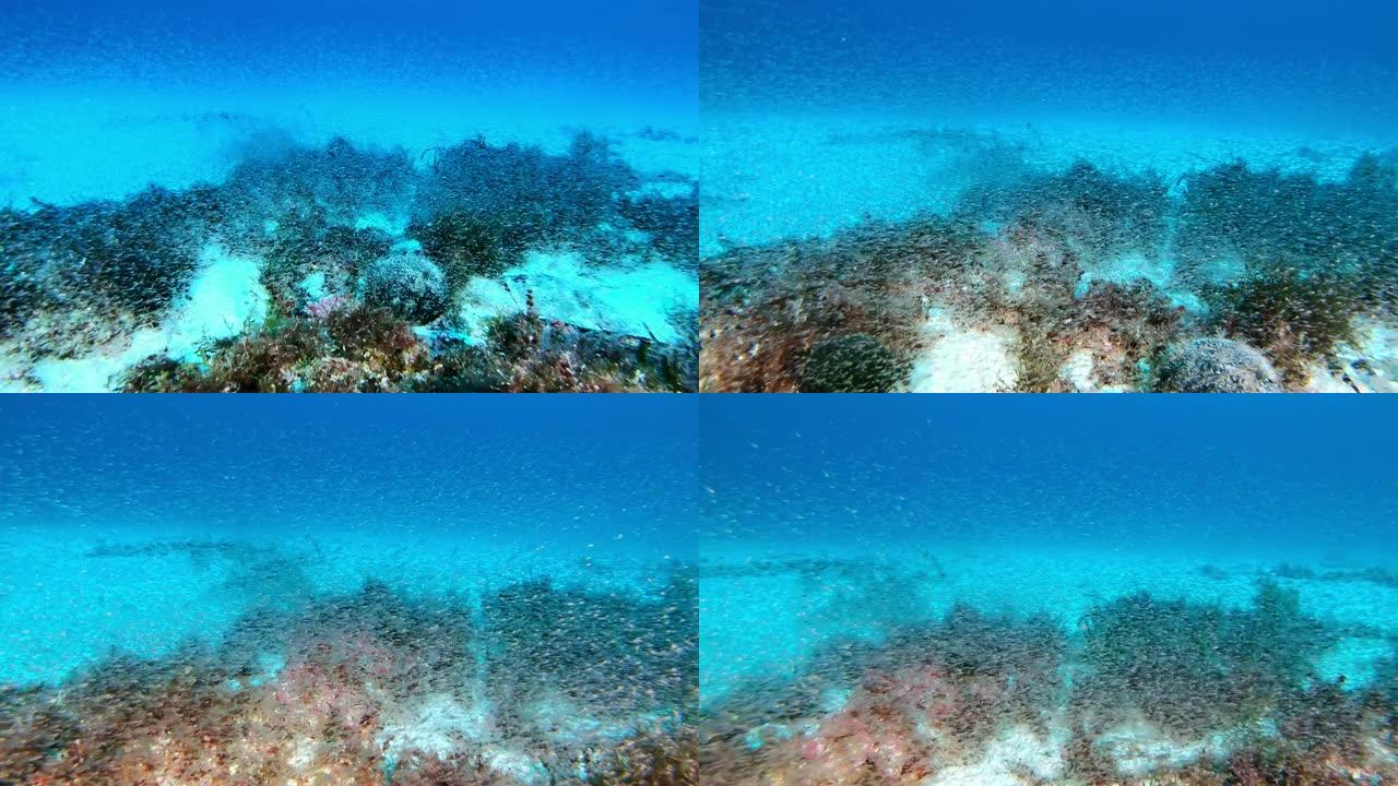 深水肺潜水-底部的磷虾