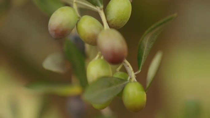 追踪树枝上橄榄的照片。慢动作拍摄