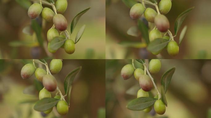 追踪树枝上橄榄的照片。慢动作拍摄