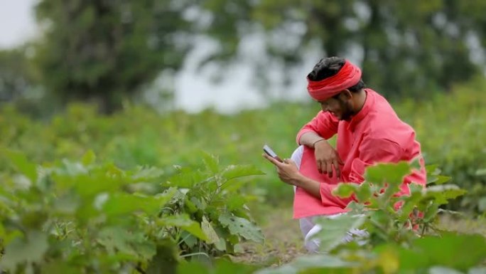 年轻的印度农民在绿色茄子田里用手机聊天