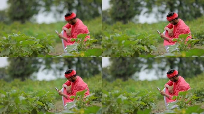 年轻的印度农民在绿色茄子田里用手机聊天