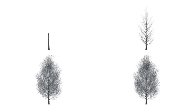 孤立在白色上生长的现实树的3d渲染