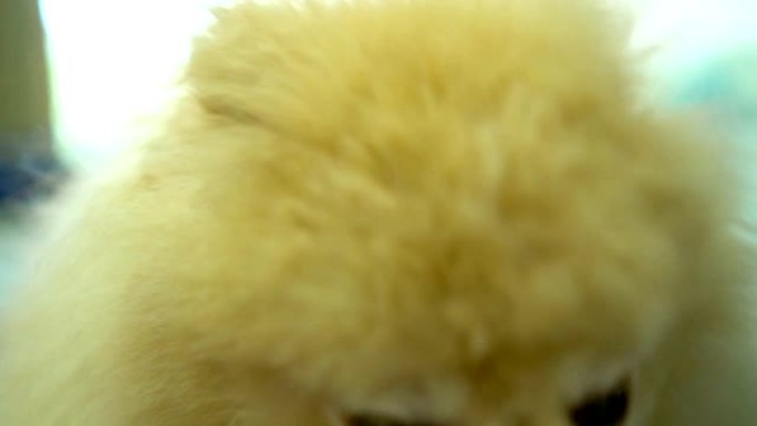 SLO MO-Pomeranian打哈欠，舔和眨眼