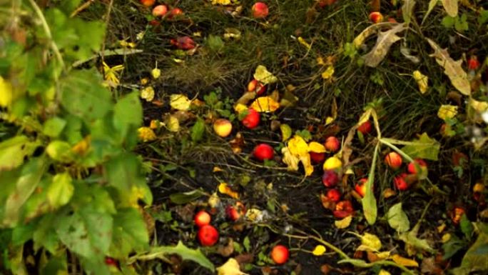 成熟的苹果，从苹果树上掉下来，躺在草地上和花园里的小路上。秋季景观