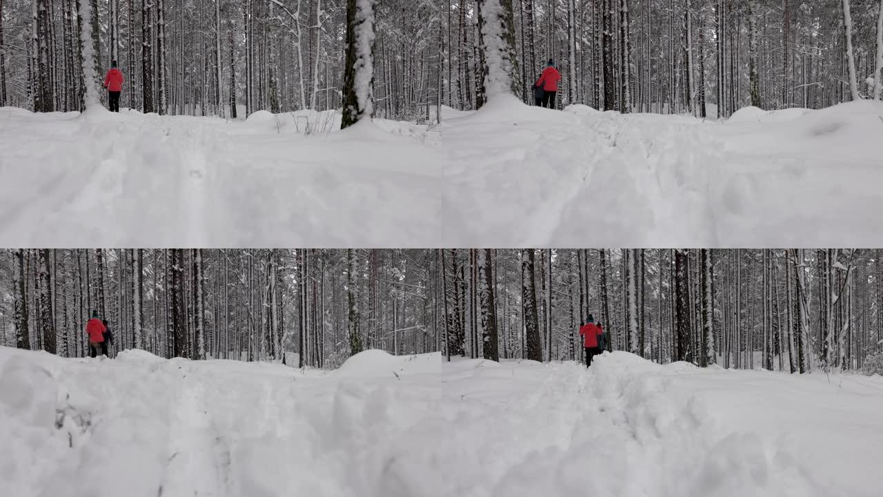 在深新鲜的雪中滑雪旅行-年轻夫妇在雪中的冬季森林中滑雪