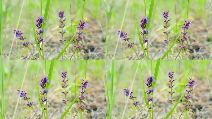 带有蓝色小铃铛的野生嫩花，Penstemon，在风的草地上绽放