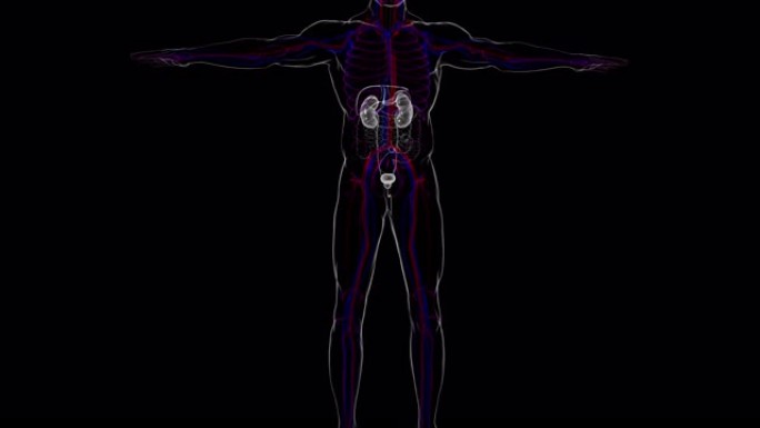 具有膀胱解剖的人体泌尿系统肾脏医学概念3D
