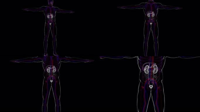 具有膀胱解剖的人体泌尿系统肾脏医学概念3D
