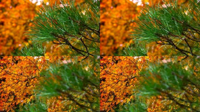 竹林中的秋天色彩松树松针枫叶特写