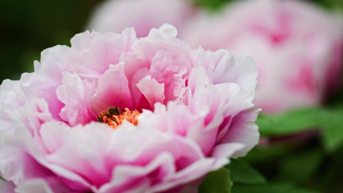 蜜蜂采蜜牡丹鲜花