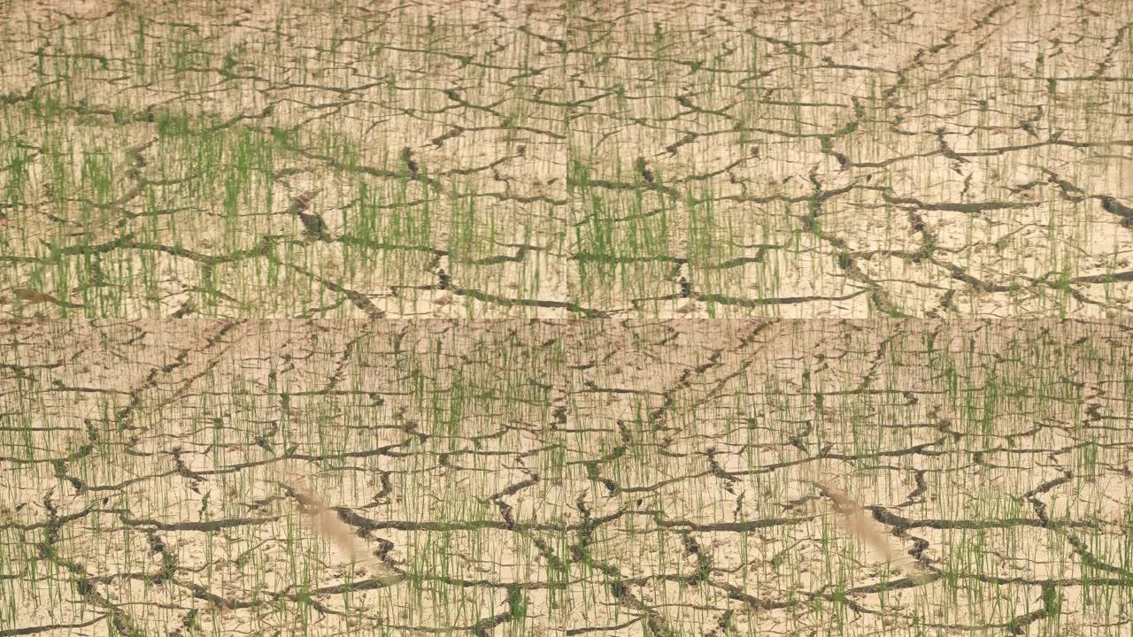 夏季土壤和小型水稻缺乏水分和干旱条件，夏季水稻种植