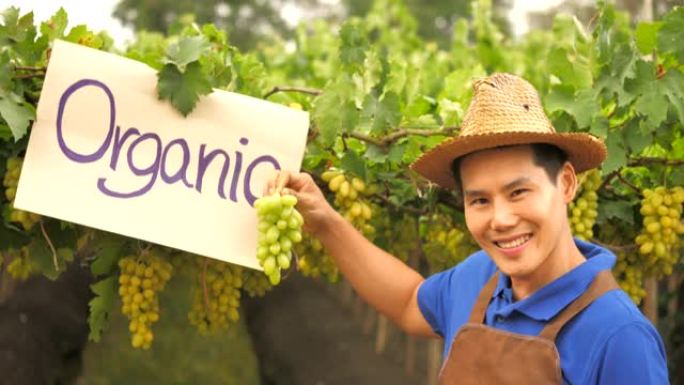 快乐的年轻农民在有机葡萄园背景下拿着一束葡萄