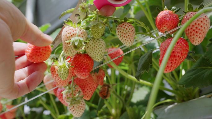 水果农业基地大丰收草莓采摘