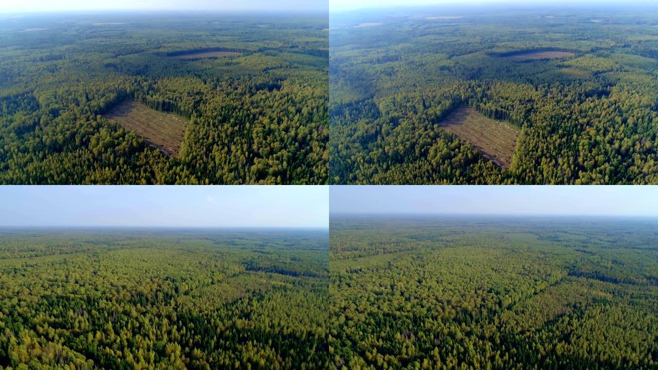从鸟瞰图看森林。我们看到了工业砍伐树木的矩形区域