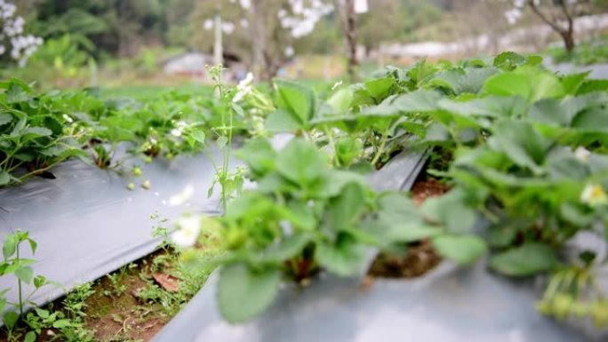 草莓栽培种植果实