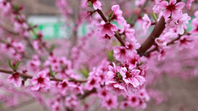 桃花实拍素材