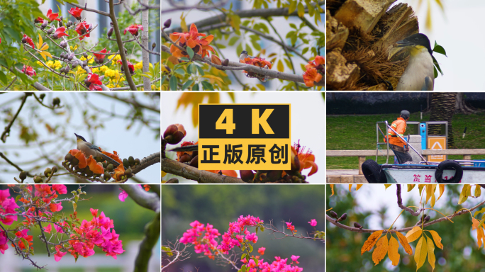 城市公园里的花鸟水果4K素材