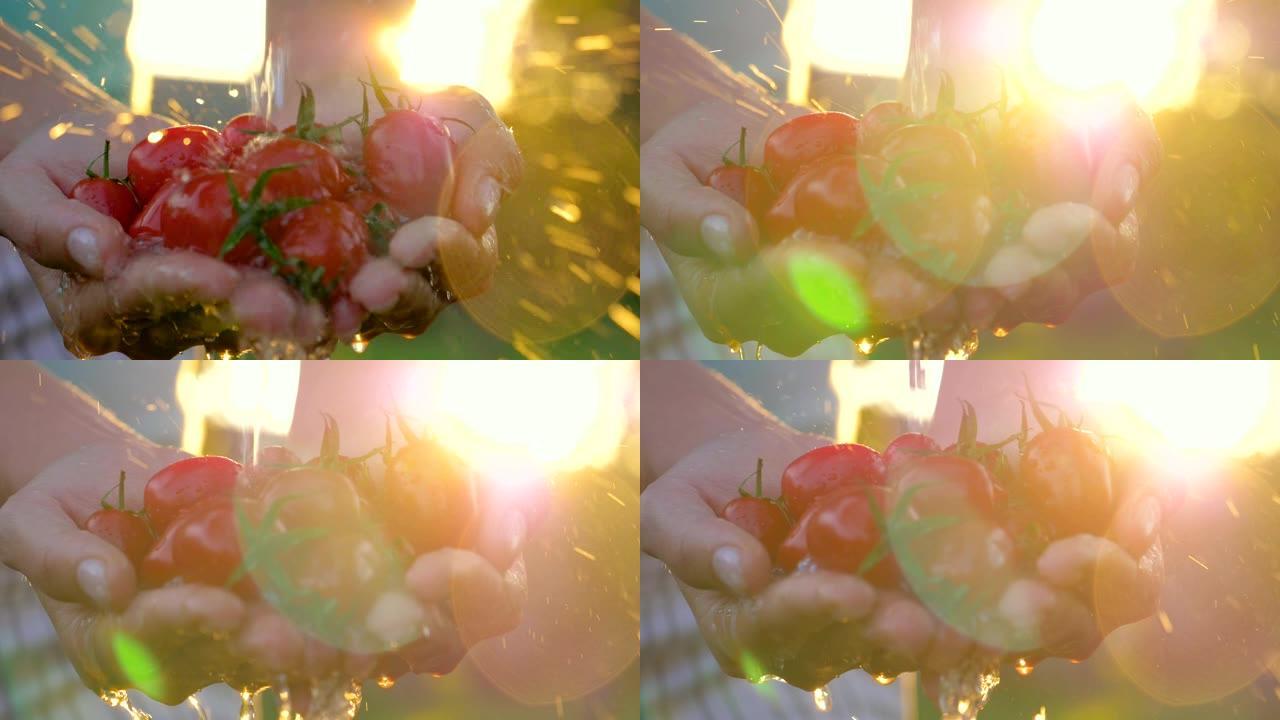 农夫拿着少量的樱桃番茄，然后将它们倒水以抵御日落的光线