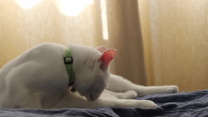 白猫家养猫猫咪
