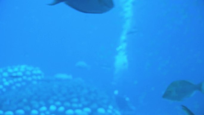 在水中游泳的鲸鲨 在水中游泳的海狮 人们在水族馆潜水