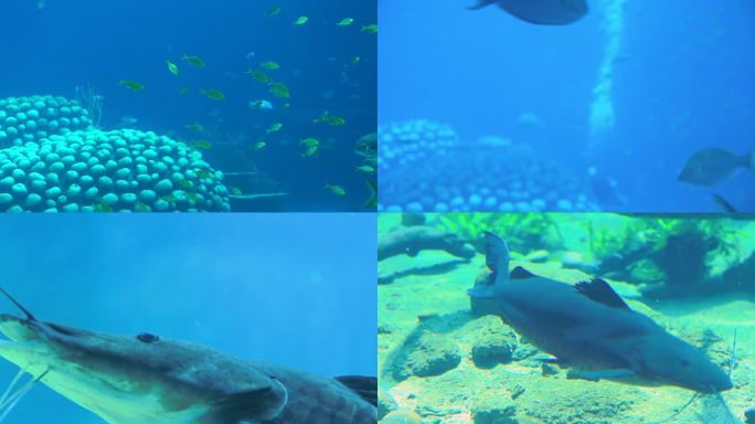 在水中游泳的鲸鲨 在水中游泳的海狮 人们在水族馆潜水