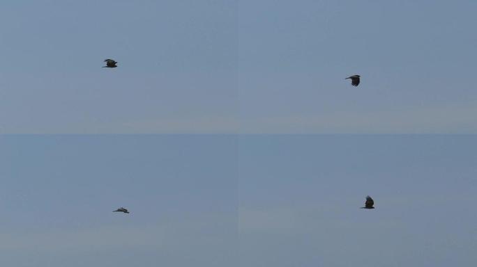 黑耳风筝在天空中飞舞，慢动作。