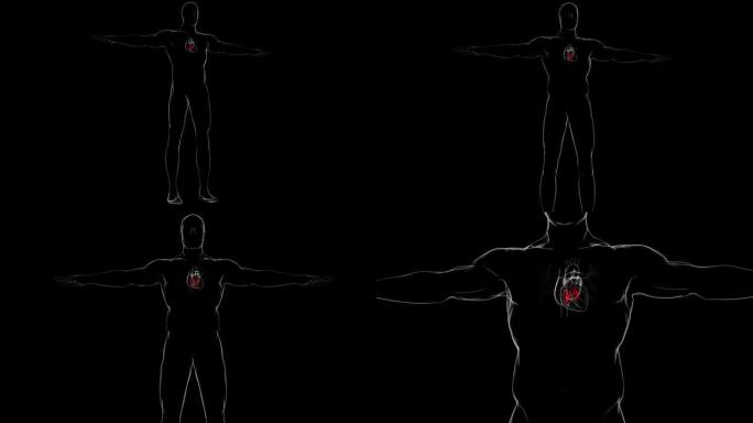 心脏解剖三尖瓣和二尖瓣医学概念3D