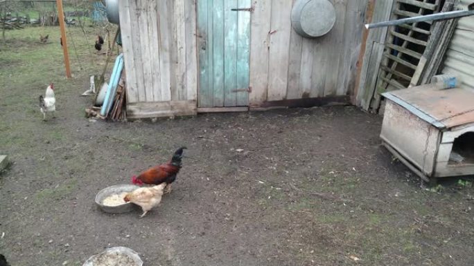 公鸡在乌克兰的一个院子里打架