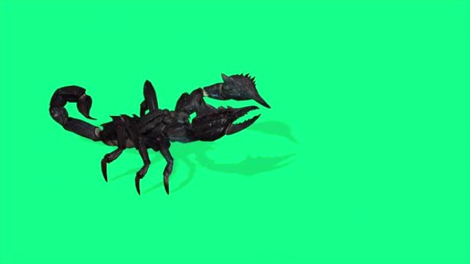 4k动画-绿屏上咄咄逼人的森林蝎子