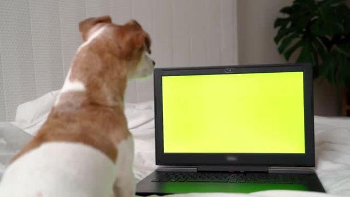 可爱的狗看着屏幕倾斜头部