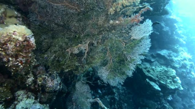 由于气候变化和全球变暖，海水过度加热导致珊瑚漂白和死亡。红海中的珊瑚白化。Annella molli