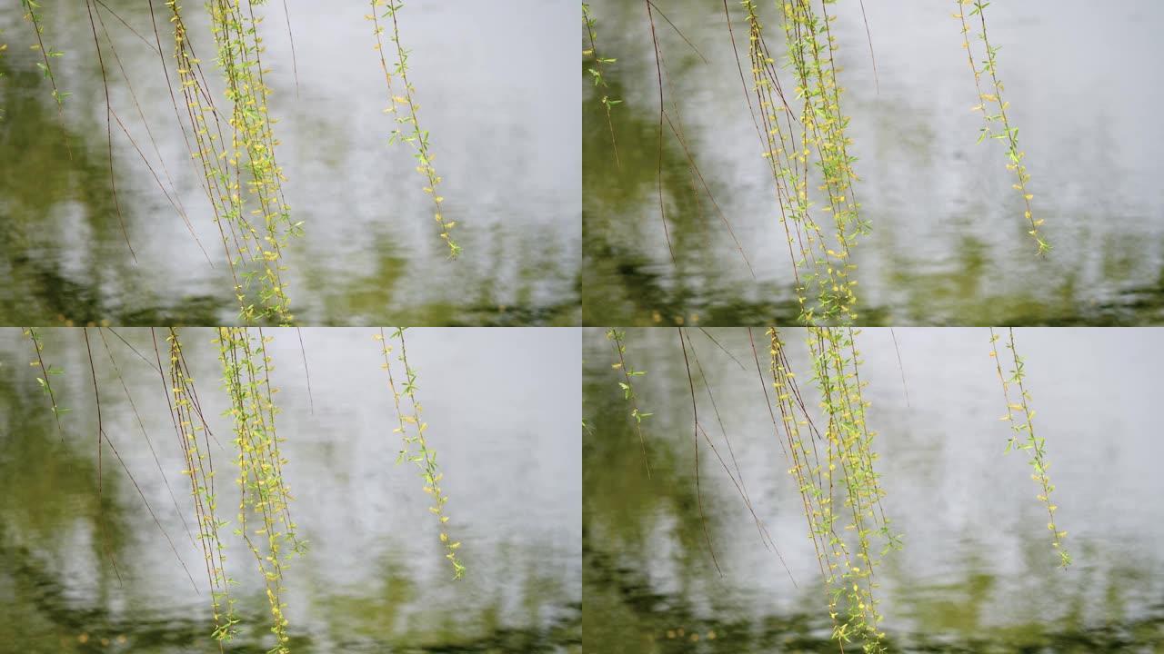 柳树的分支在风中摇摆，春天的概念，4k，慢动作。