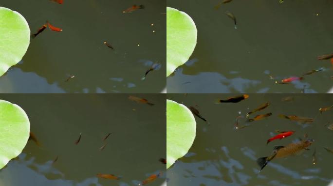 各种颜色的孔雀鱼在小插曲中快速游动以争夺食物。