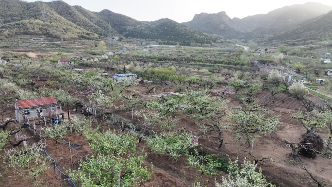 航拍威海里口山福德庄村东侧的田野果园