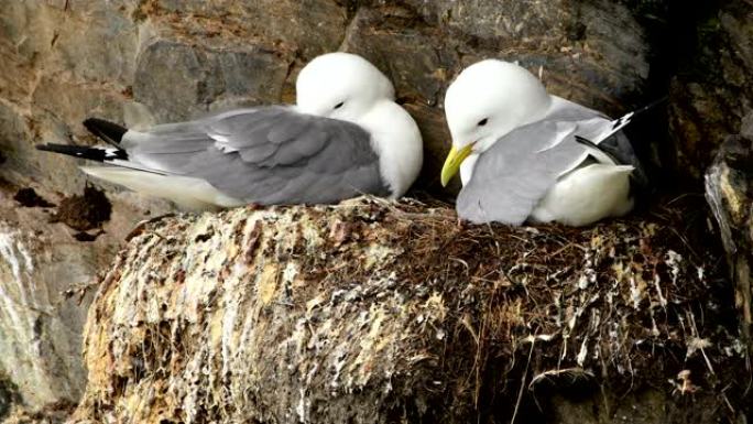 4k: 在斯瓦尔巴群岛的悬崖上筑巢的白鸥的镜头