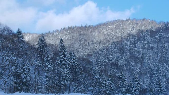 白雪皑皑的冬季森林景观背景，北海道