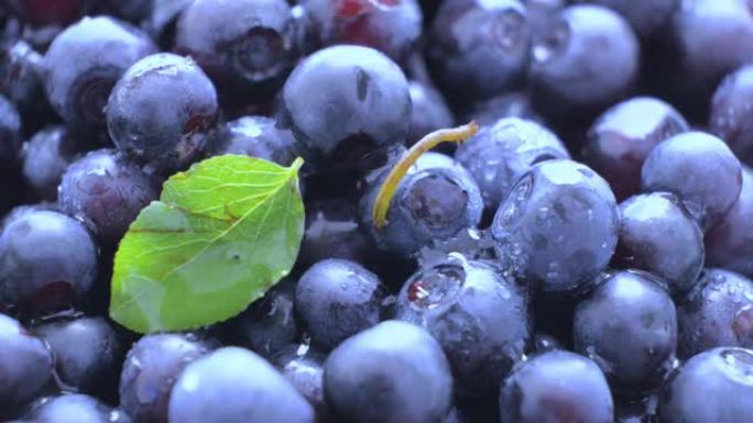 蓝莓。野生森林浆果。一只假装成稻草的小虫。平稳旋转。清洁有机生产