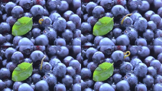 蓝莓。野生森林浆果。一只假装成稻草的小虫。平稳旋转。清洁有机生产