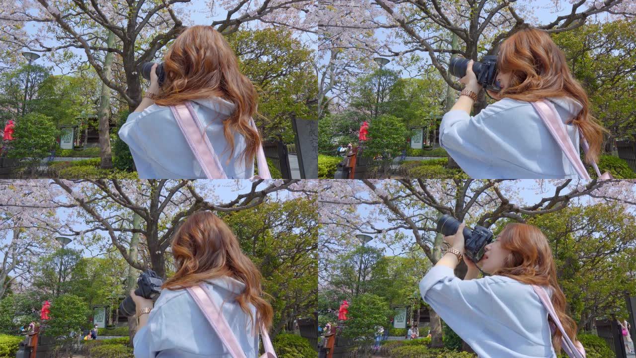 年轻女孩正在拍摄樱花的照片